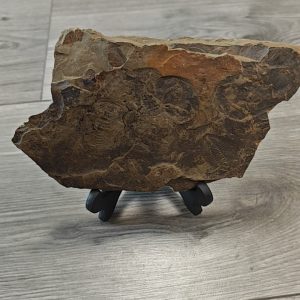 Trilobiet fossiel plaat Redlichia Cambrium China 18x12cm